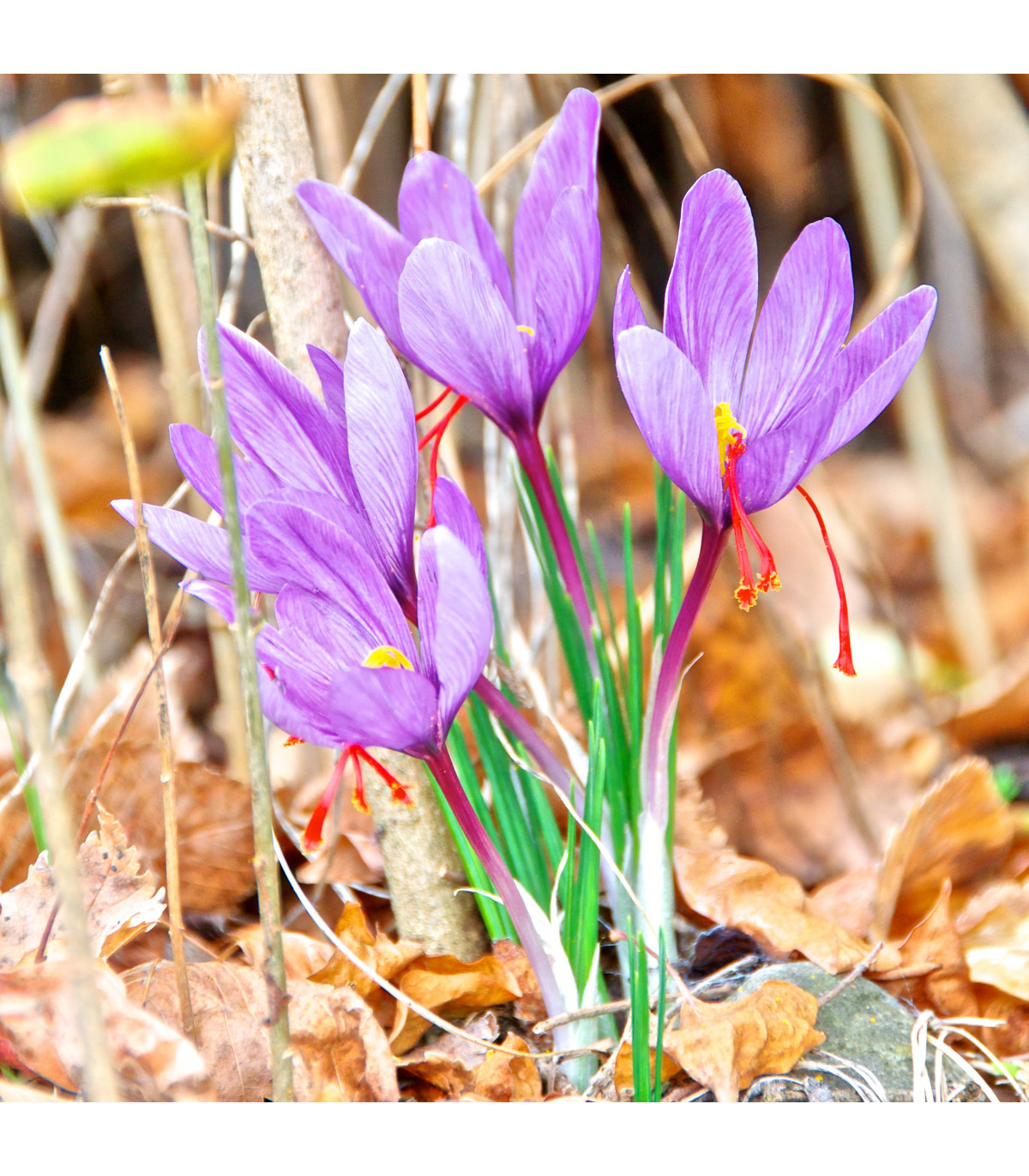 Krókus siaty - Crocus sativus - predaj cibuľovín - 3 ks