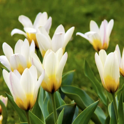 Tulipán Concerto - Tulipa - predaj cibuľovín - 3 ks