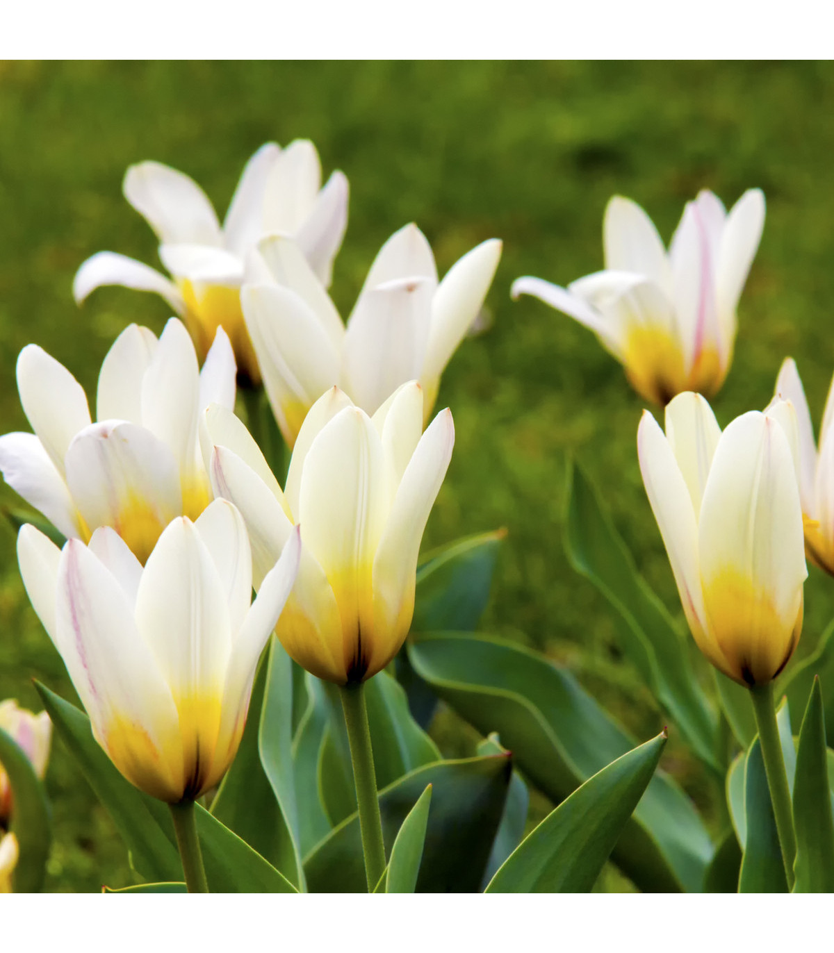 Tulipán Concerto - Tulipa - predaj cibuľovín - 3 ks