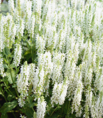 Šalvia pomúčená - Victoria White - Salvia farinacea - predaj semien - 12 ks