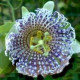 Mučenka krídlatá - Passiflora actinia - semiačka - 4 ks