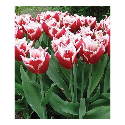 Tulipán Canasta - Tulipa - predaj cibuľovín - 3 ks