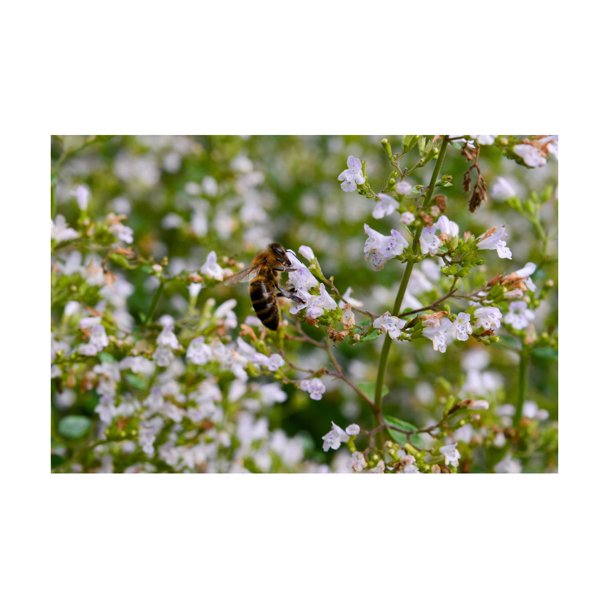 Marulka kocúrnik - Calamintha nepeta - predaj semien - 300 ks