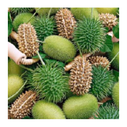 Uhorka okrasná - Cucumis insignis - predaj semien - 6 ks