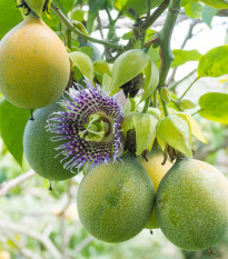 Mučenka pruhovaná sladká - Passiflora ligularis - semiačka - 4 ks