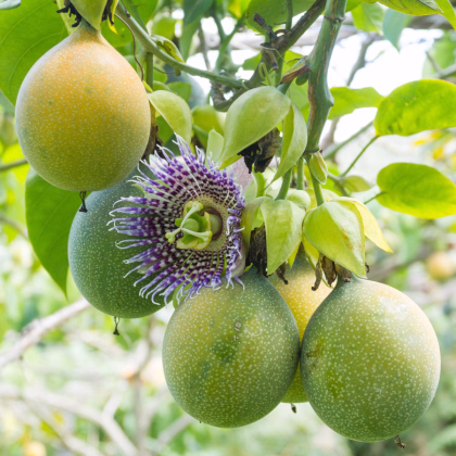 Mučenka pruhovaná sladká - Passiflora ligularis - semiačka - 4 ks