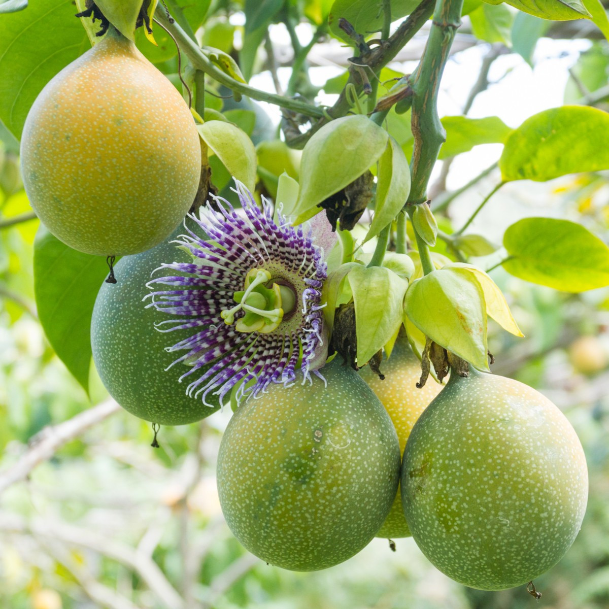 Mučenka pruhovaná sladká - Passiflora ligularis - semiačka - 4 ks