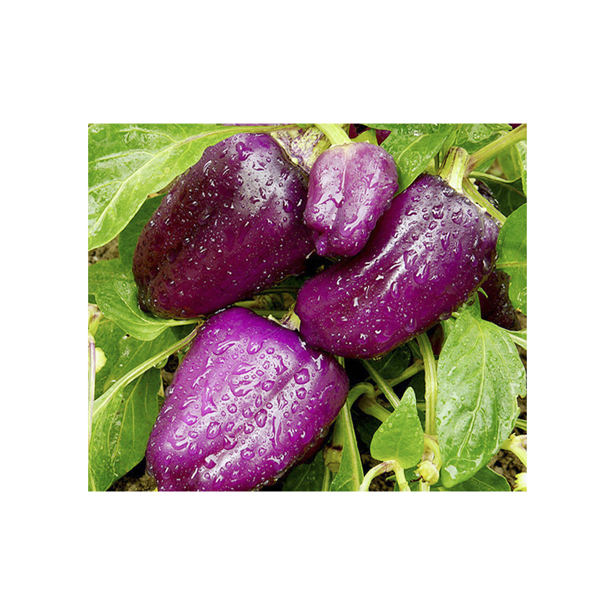 Paprika fialová Oda - Capsicum annuum - predaj semien - 9 ks