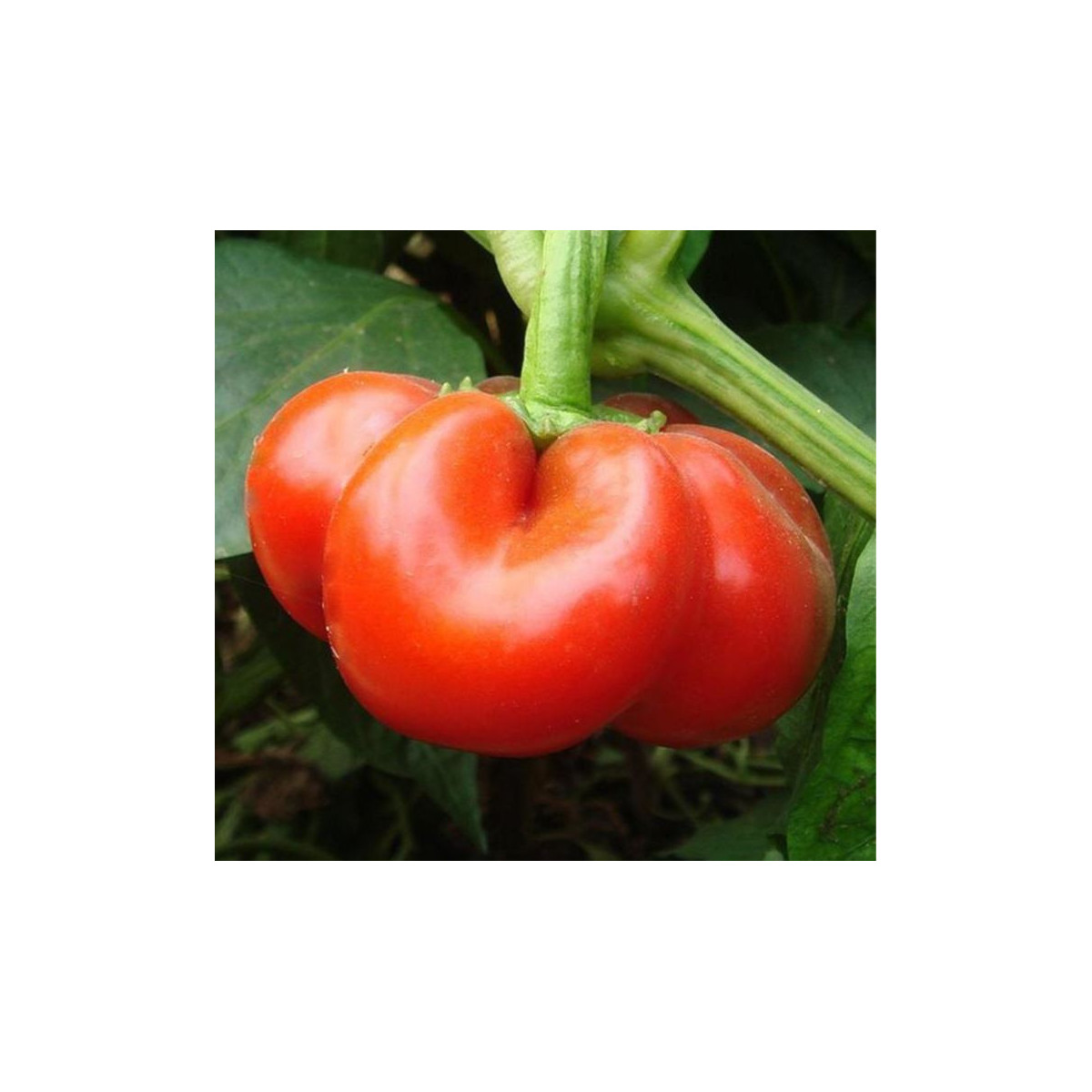 Paprika rajčiaková Szuszanna - Capsicum annuum - predaj semien - 7 ks