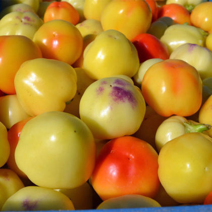 Paprika rajčiaková Nagykuti - Capsicum annuum - predaj semien - 7 ks