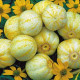 Bio uhorka Lemon -  Cucumis sativus - predaj bio semien - 8 ks