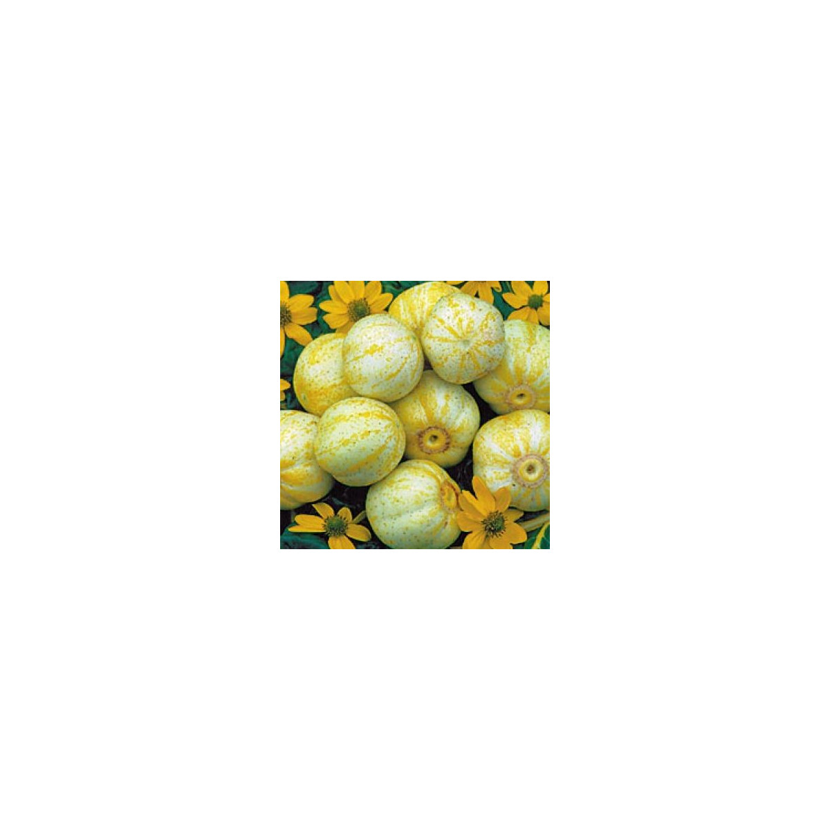 Bio uhorka Lemon -  Cucumis sativus - predaj bio semien - 8 ks