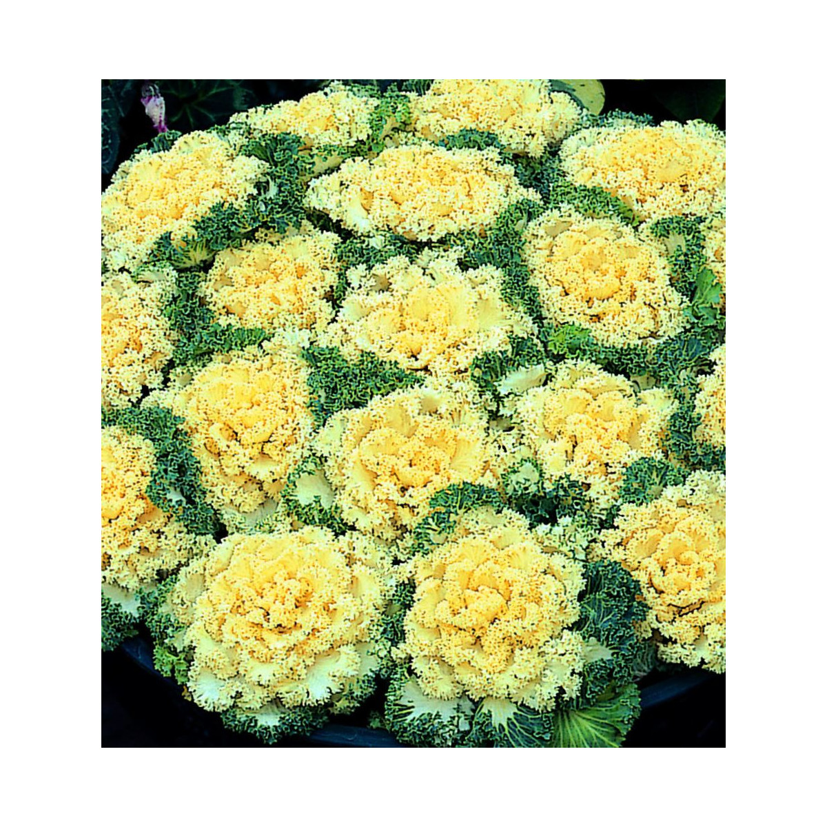 Okrasná kapusta Nagoya F1 biela - Brassica oleracea - predaj semien - 20 ks