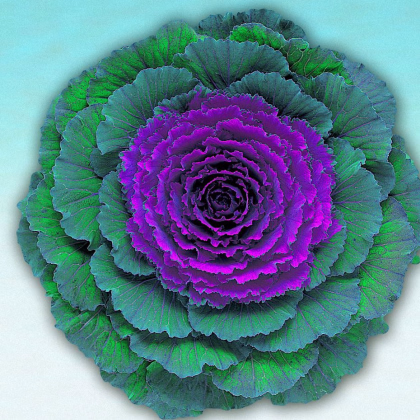 Okrasná kapusta Pigeon F1 Purple - Brassica oleracea - predaj semien - 20 ks