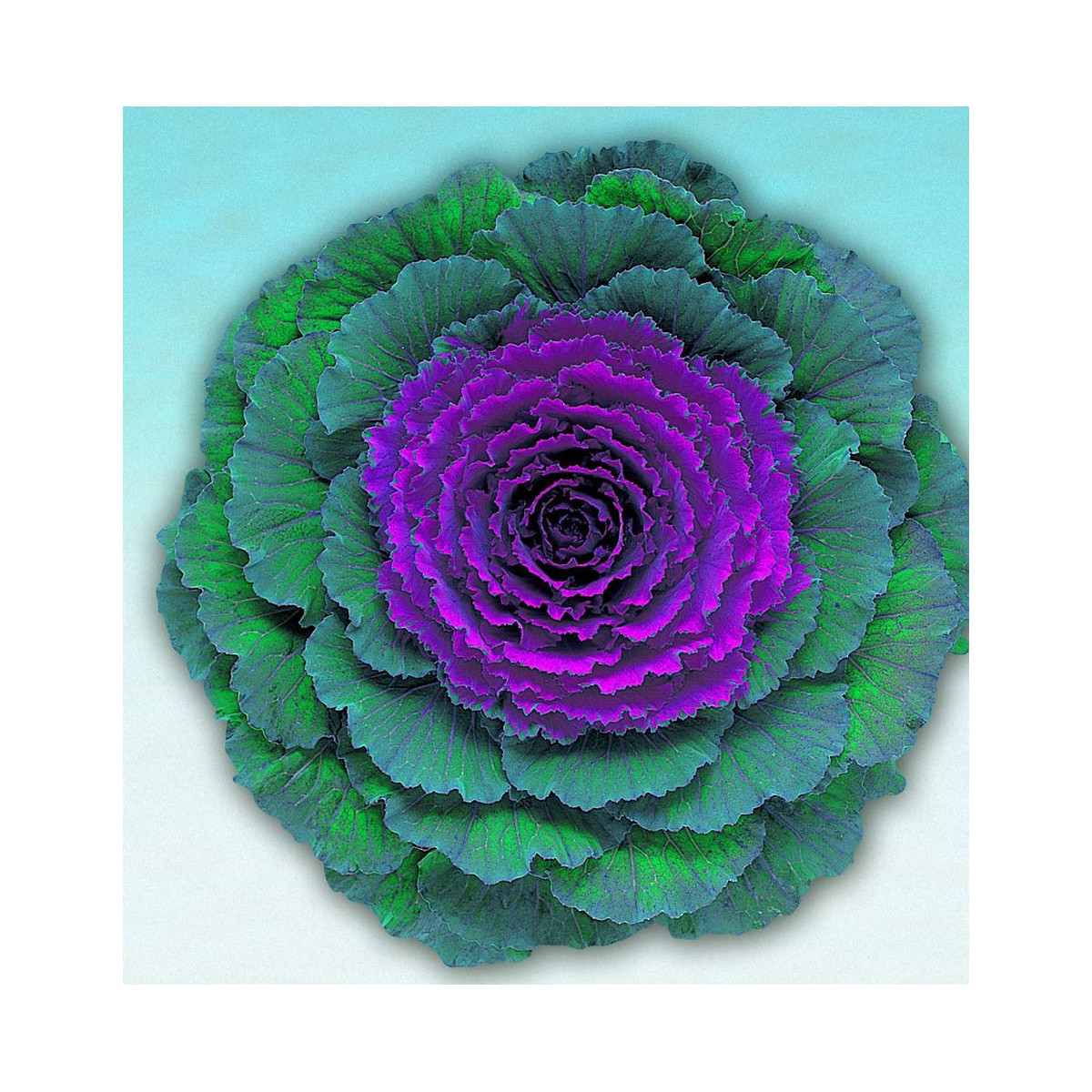 Okrasná kapusta Pigeon F1 Purple - Brassica oleracea - predaj semien - 20 ks