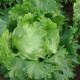 Šalát hlávkový ľadový Traper - Lactuca sativa L. - predaj semien šalátu - 250 ks
