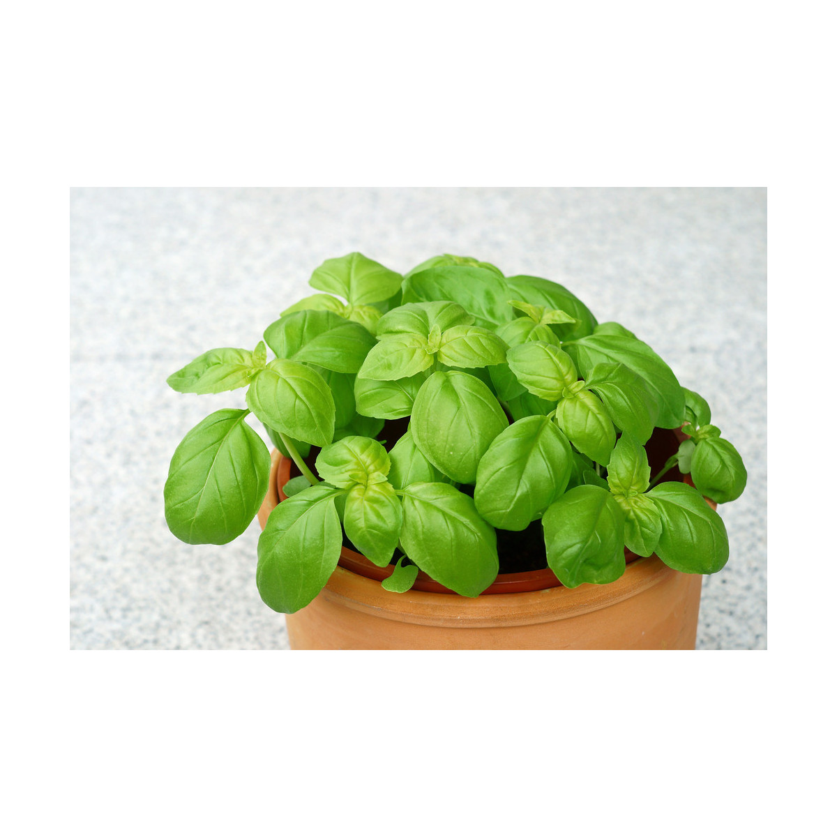 BIO Bazalka zelená - Semiačka - 0,4 g