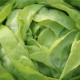 Šalát ľadový - Ľadové jazero - Lactuca sativa - semiačka šalátu - 100 ks