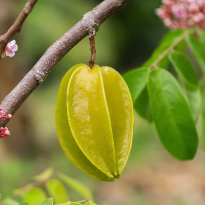 Karambola - Čínska hviezdica - Averrhoa carambola - semiačka - 5 ks