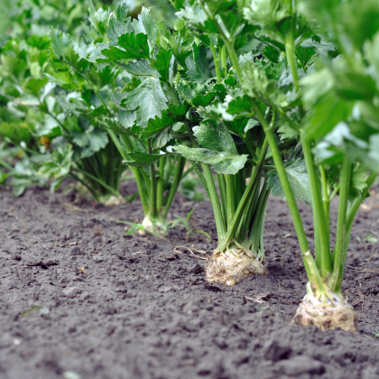 Bio Zeler Monarch - Apium Graveolens L - predaj bio semien - 20 ks