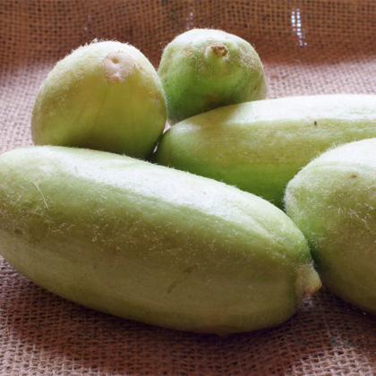 Zeleninový melón - Carosello Baresey - Cucumis flexuosus - predaj semien melónovej uhorky - 7 ks