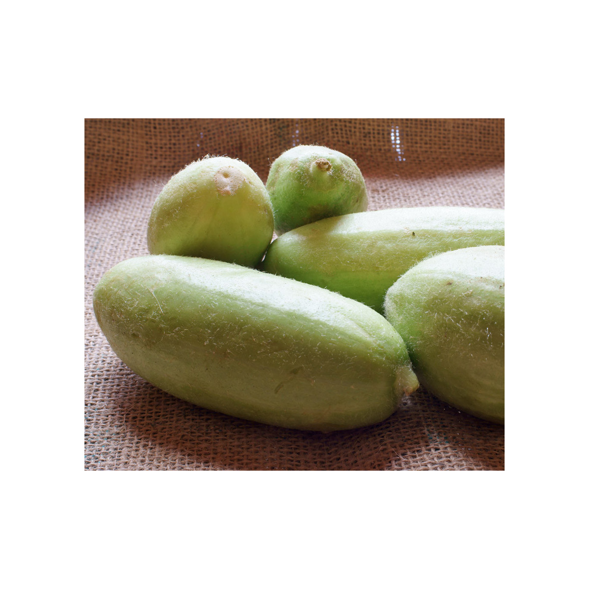 Zeleninový melón - Carosello Baresey - Cucumis flexuosus - predaj semien melónovej uhorky - 7 ks