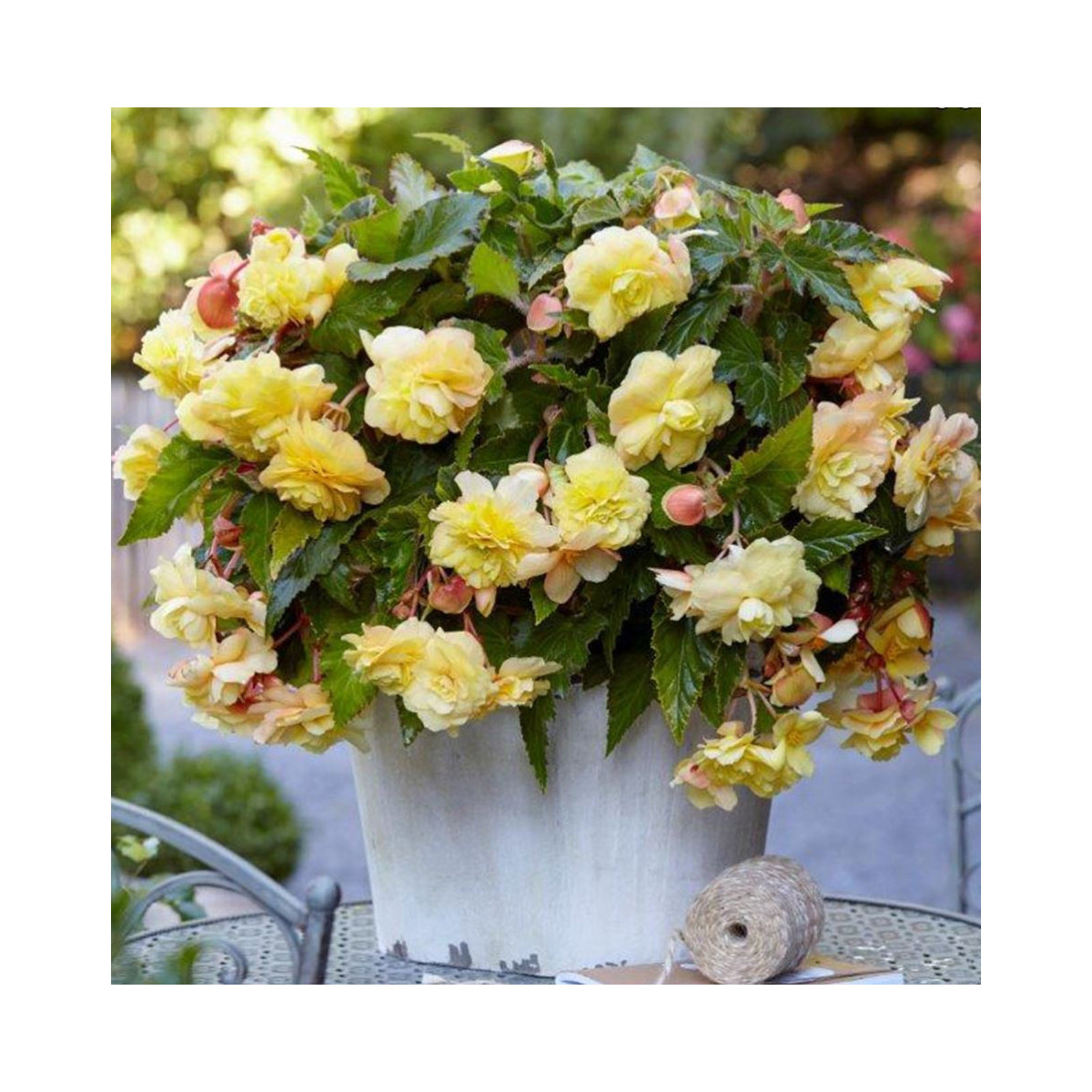 Begónia previsnutá Sunny Dream - Begonia odorata - predaj cibuľovín - 2 ks