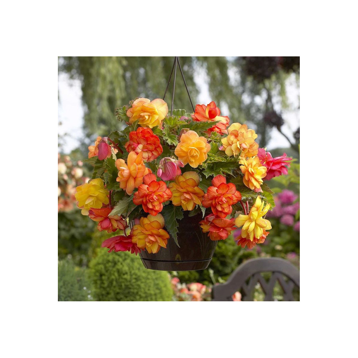 Begónia Golden Balcony - Begonia tuberhybrida - predaj cibuľovín - 2 ks