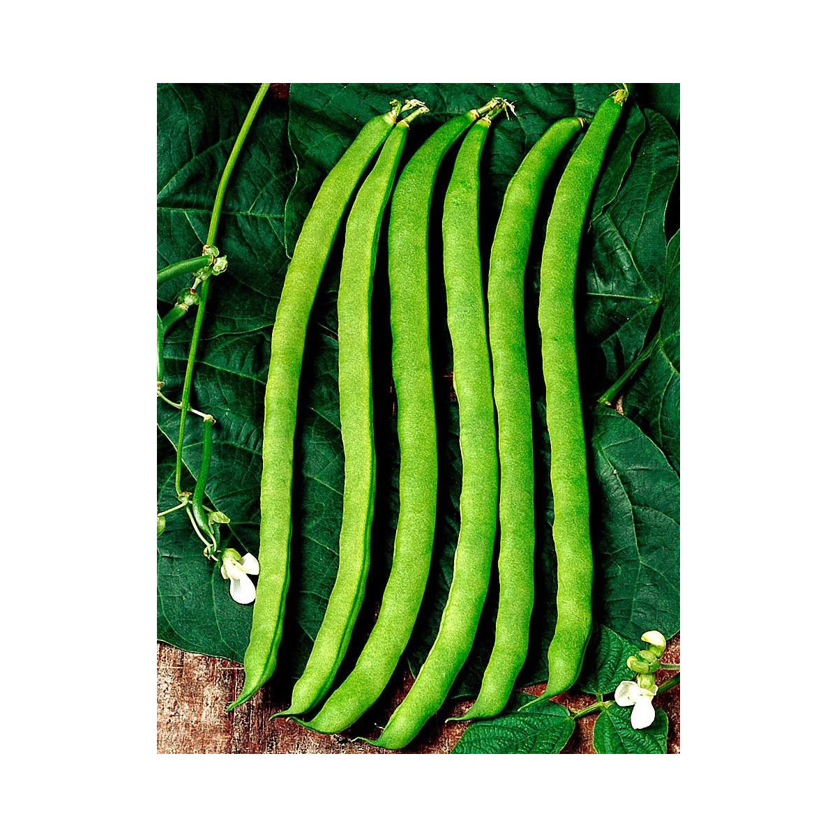 Bio fazuľa Neckarkönigin - Phaseolus vulgaris - predaj bio semien - 15 ks