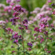 Bio Pamajorán obyčajný - Origanum vulgare - predaj bio semien - 700 ks