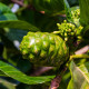 Noni - Morinda citrifolia - semiačka - 5 ks
