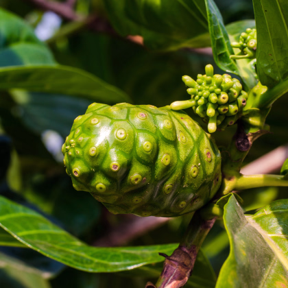 Noni - Morinda citrifolia - semiačka - 5 ks