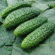 Uhorka nakladačka Zuzana - Cucumis sativus - semiačka - 30 ks