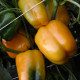 Paprika Mystery - Capsicum annuum - semiačka - 15 ks