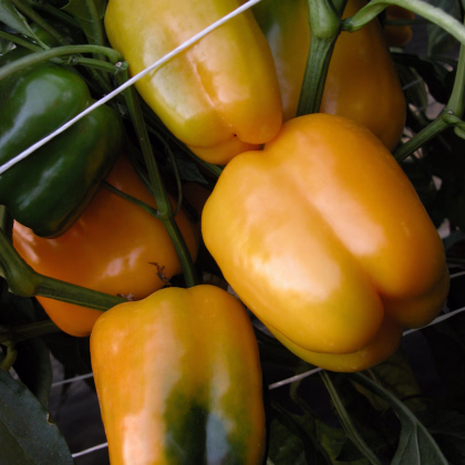 Paprika Mystery - Capsicum annuum - semiačka - 15 ks