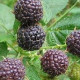 Ostružina - černice - rubus leucodermis - semiačka - 5 ks