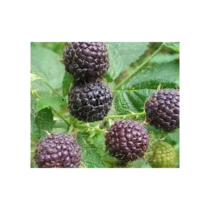 Ostružina - černice - rubus leucodermis - semiačka - 5 ks
