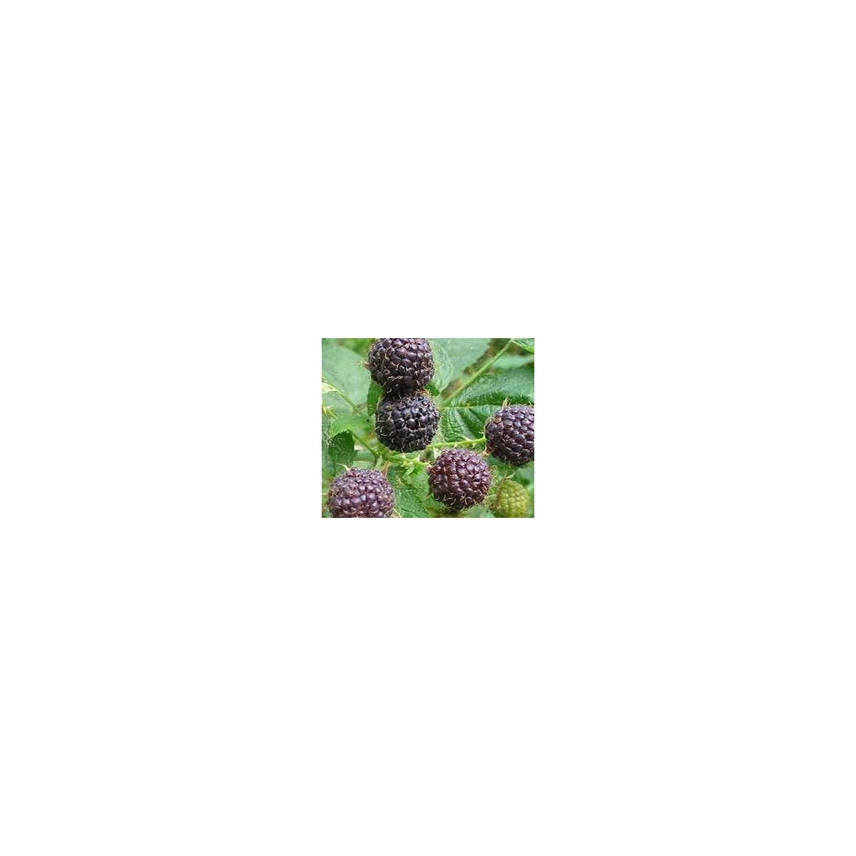 Ostružina - černice - rubus leucodermis - semiačka - 5 ks
