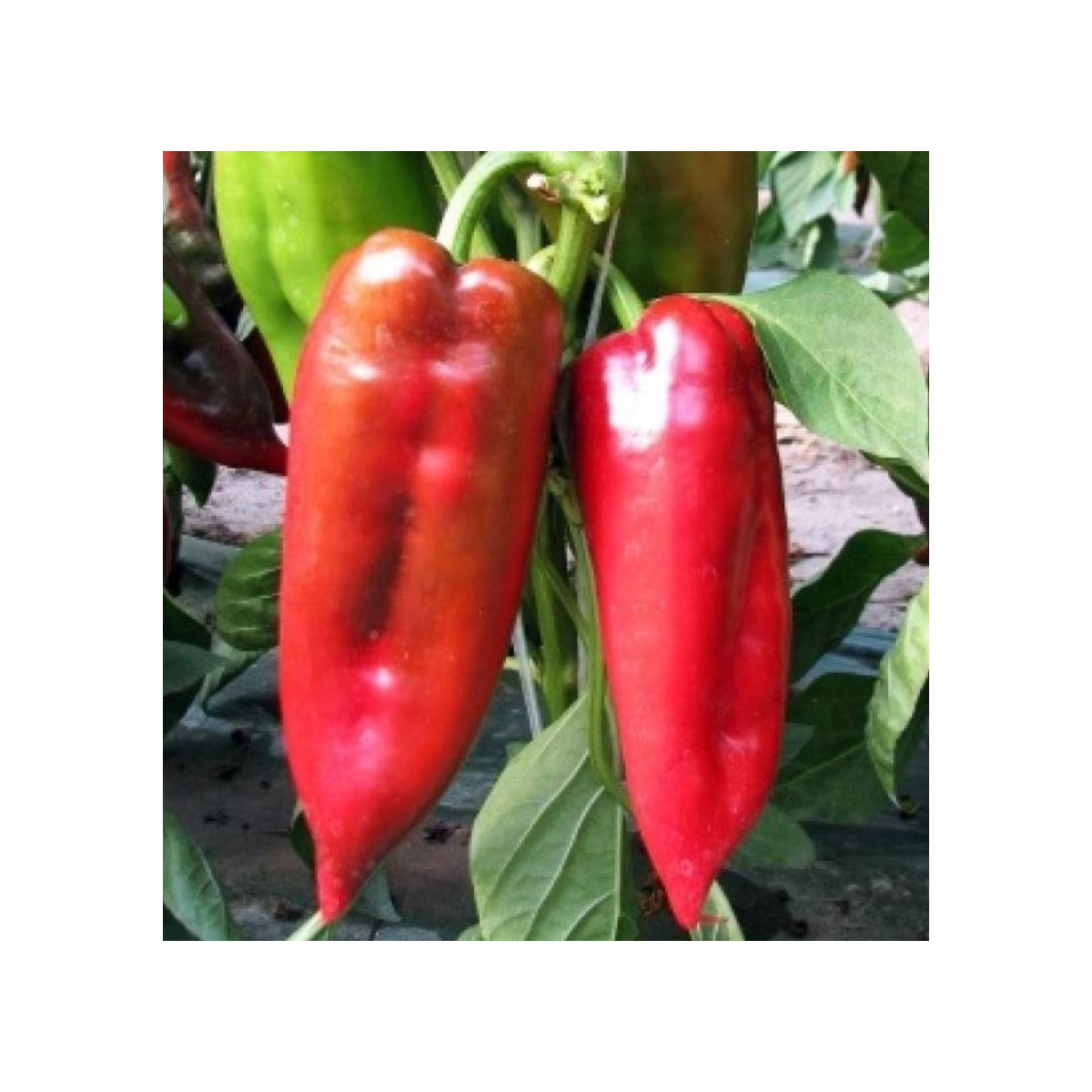 Paprika ročná Rafaelus F1 - kápia - Capsicum annuum - predaj semien - 9 ks