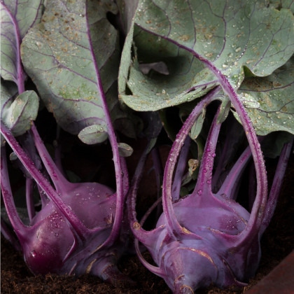 Bio Kaleráb Azur - Brassica oleracea - bio semiačka - 50 ks