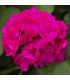 Muškát páskatý Nekita F1 Deep Rose - Pelargonium zonale - predaj semien - 4 ks