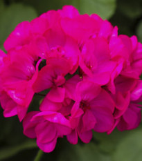 Muškát páskatý Nekita F1 Deep Rose - Pelargonium zonale - predaj semien - 4 ks