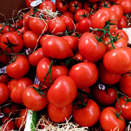 Bio Paradajka poľná zakrslá Saint Pierre - Solanum lycopersicum - predaj bio semien - 7 ks