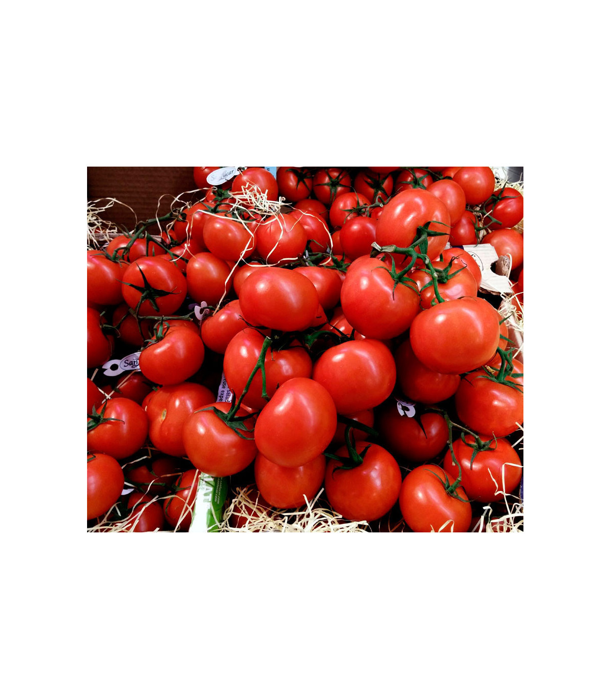 Bio Paradajka poľná zakrslá Saint Pierre - Solanum lycopersicum - predaj bio semien rajčiaka - 7 ks