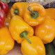 Bio Paprika Quadrato Asti Giallo - Capsicum annuum - predaj bio semien - 8 ks