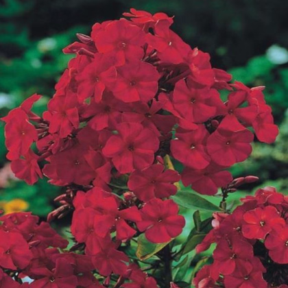 Plamienka červená - Phlox - voľnokorenné sadeničky plamienky - 1 ks