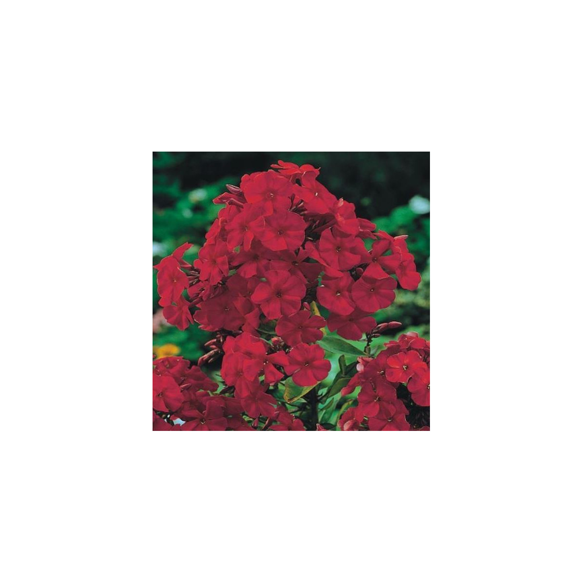 Plamienka červená - Phlox - voľnokorenné sadeničky plamienky - 1 ks