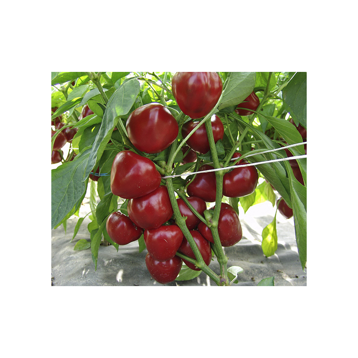 Paradajková paprika Dumas - Capsicum annuum - predaj semien - 15 ks