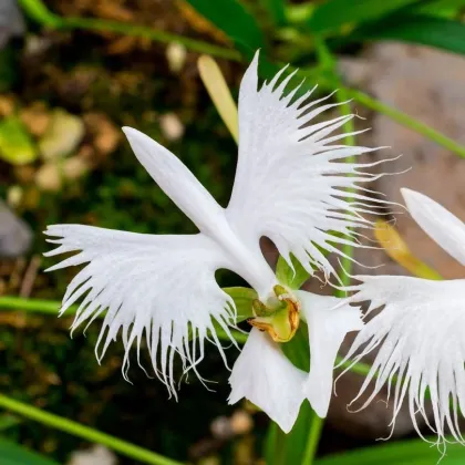 Vtáčia orchidea - Habenaria radiata - predaj cibuľovín - 1 ks