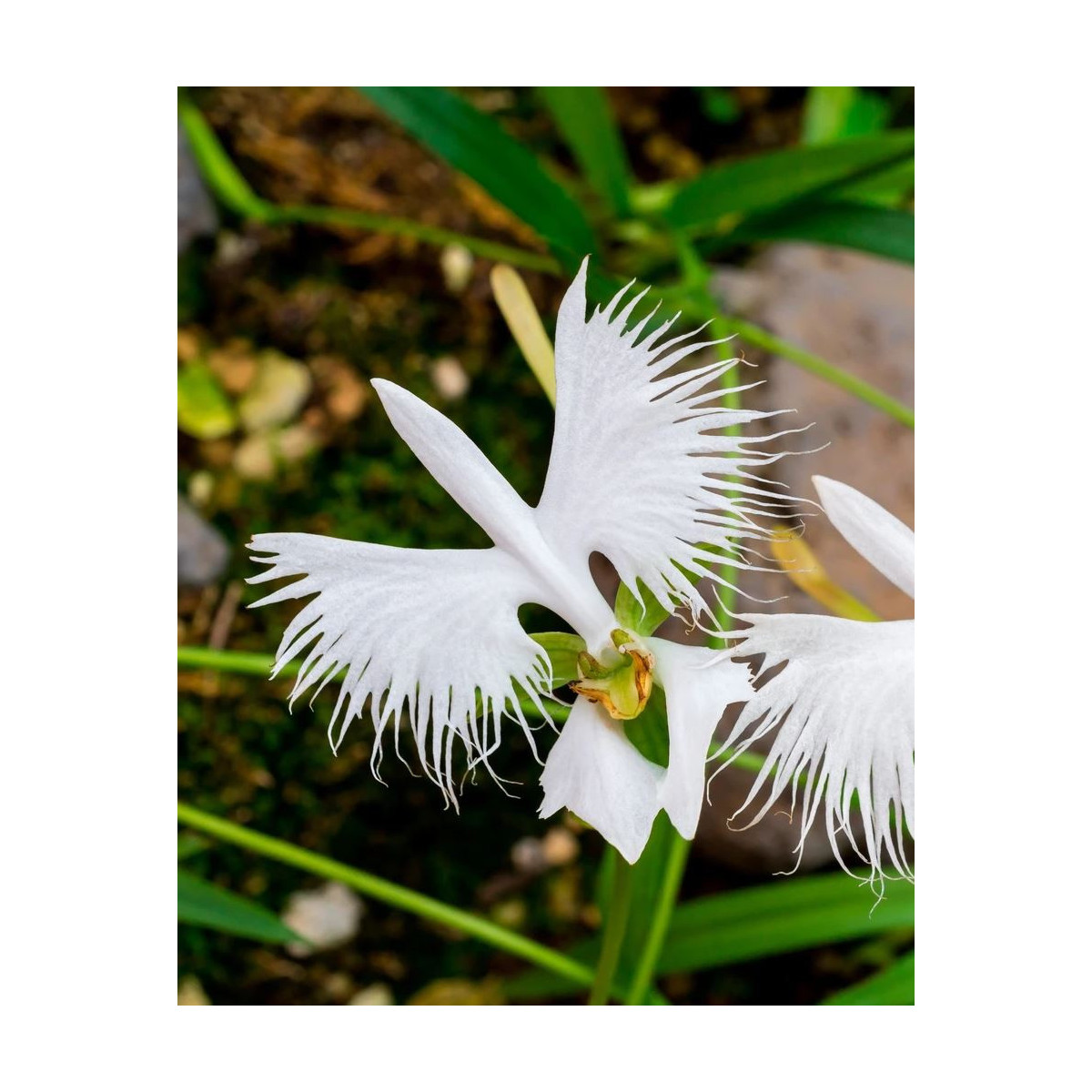 Vtáčia orchidea - Habenaria radiata - predaj cibuľovín - 1 ks